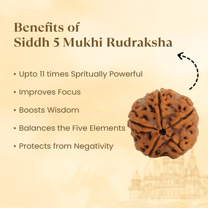 5 Mukhi Nepali Rudraksha